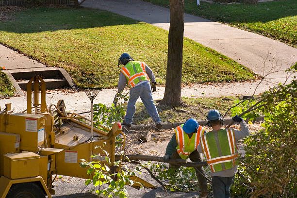 Best Arborist Services Near Me  in Stroville, CA